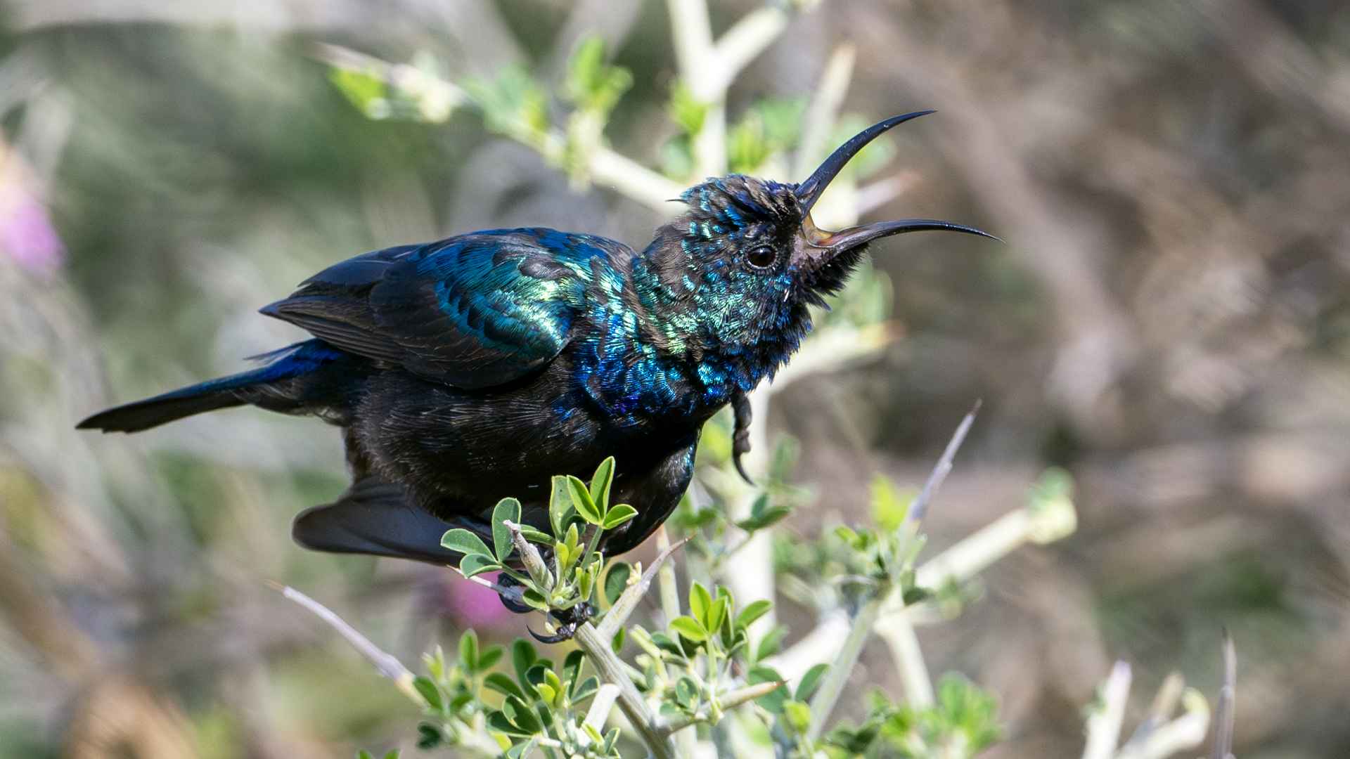 Palestine Sunbird
